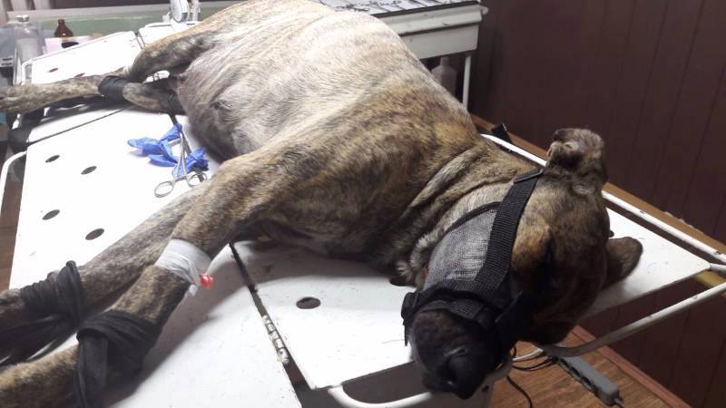 20770501_1618345011542901_8427165758005244990_n