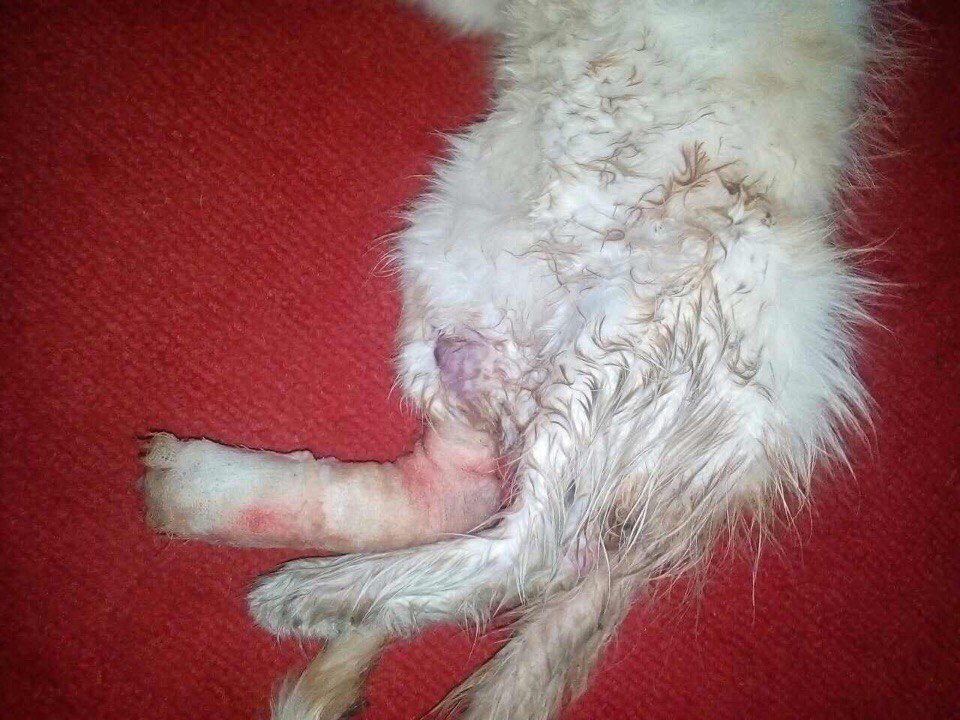 21150054_1295195730609042_2477109776850827190_n