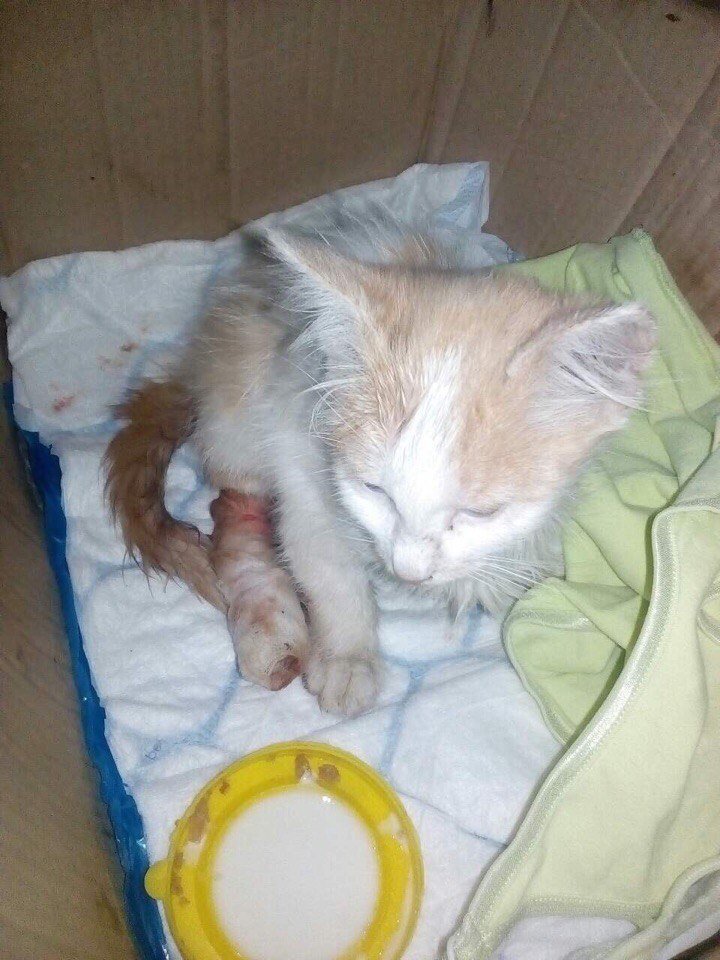 21151399_1295195727275709_5218046018287372889_n