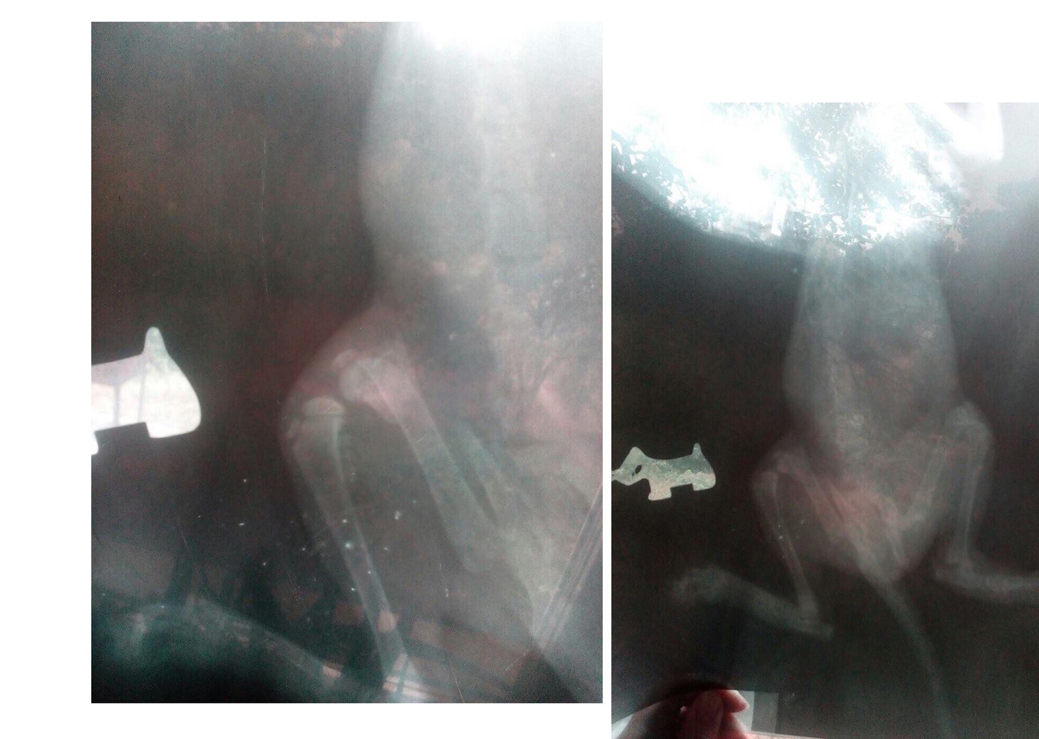 21199391_1295195743942374_2077426134660431900_o