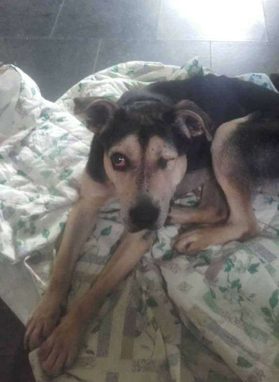 Алтай_приют Друг