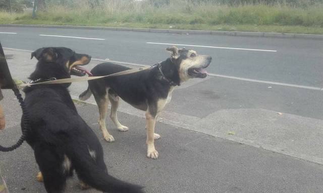 Алтай_приют Друг