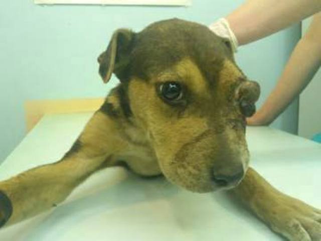 Алтай_приют Друг