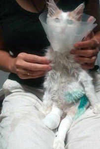 21271065_1299283170200298_1638732694639923332_n