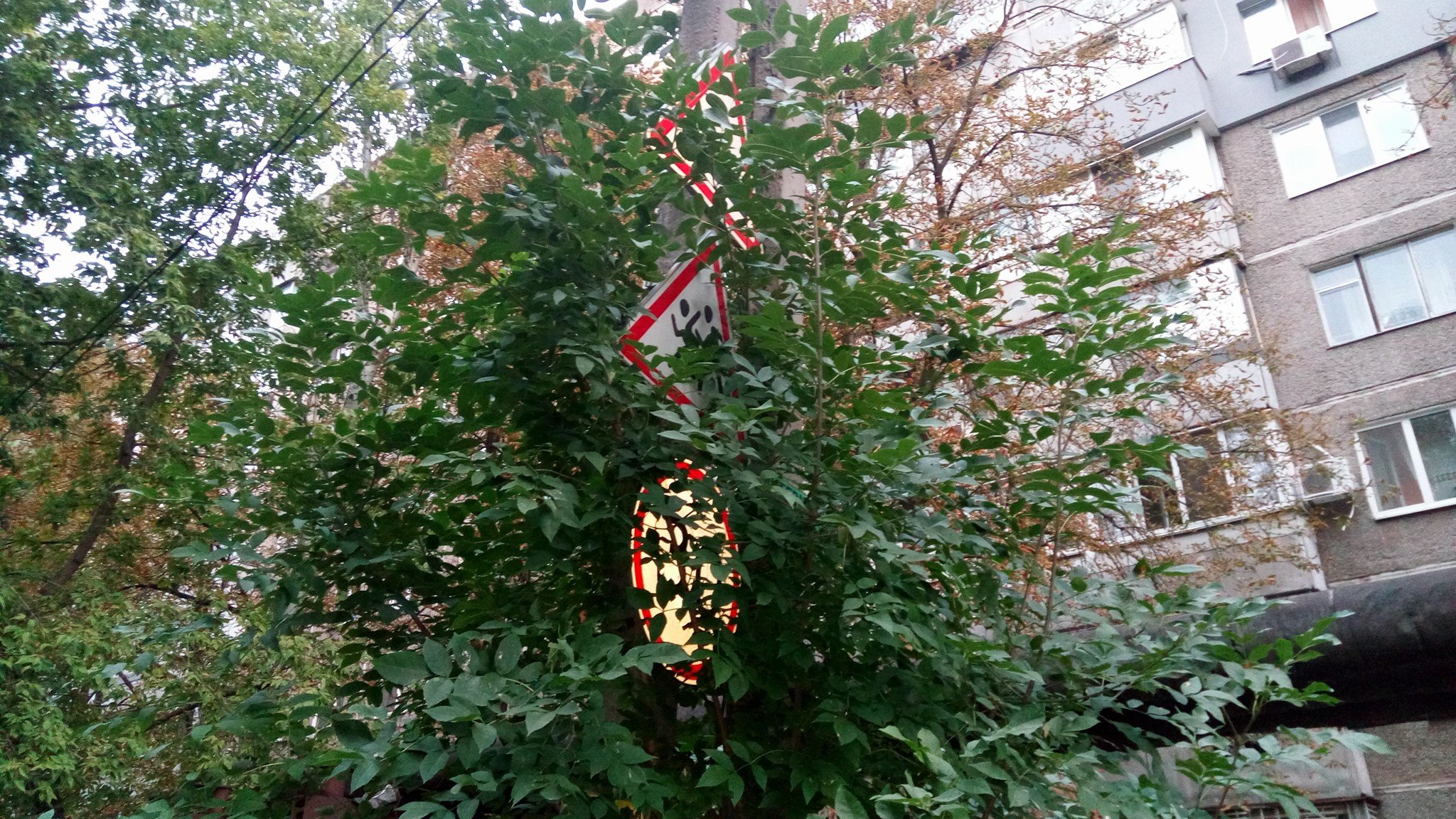 21366696_273867303104713_7604261739956286102_o