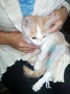 21369395_1299283173533631_4549167333336343404_n