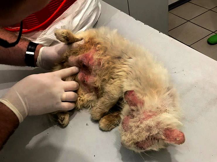 21463329_1304674359661179_588847368894708556_n