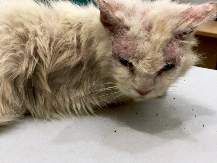 21616559_1304674452994503_322384385586257164_n