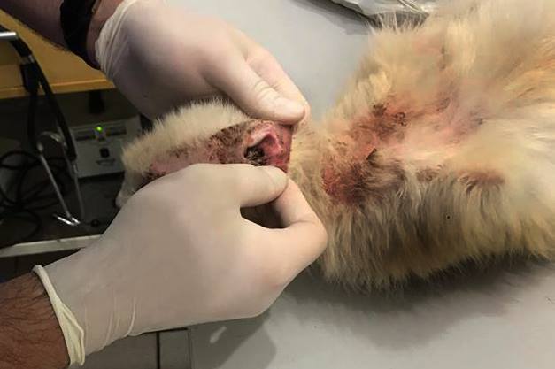 21617911_1304674339661181_8689111561102849117_n