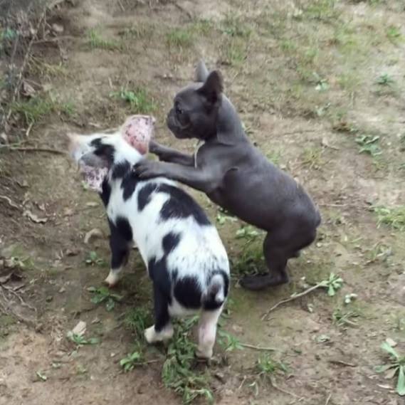 22007601_711894935675557_9218230891484605781_n