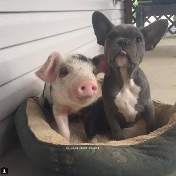 22046062_711894839008900_122511783774926398_n