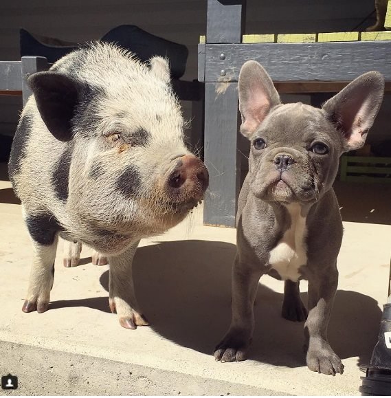 22046099_711895042342213_7205568464013776559_n