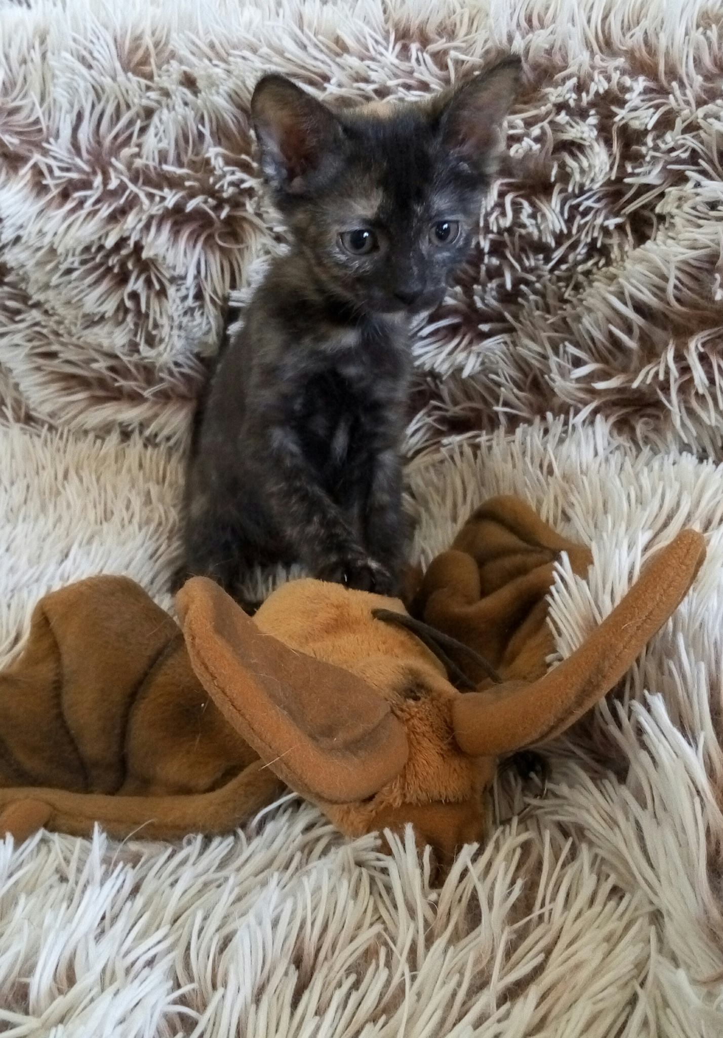 22135310_1441685159247518_7054637390801322363_o