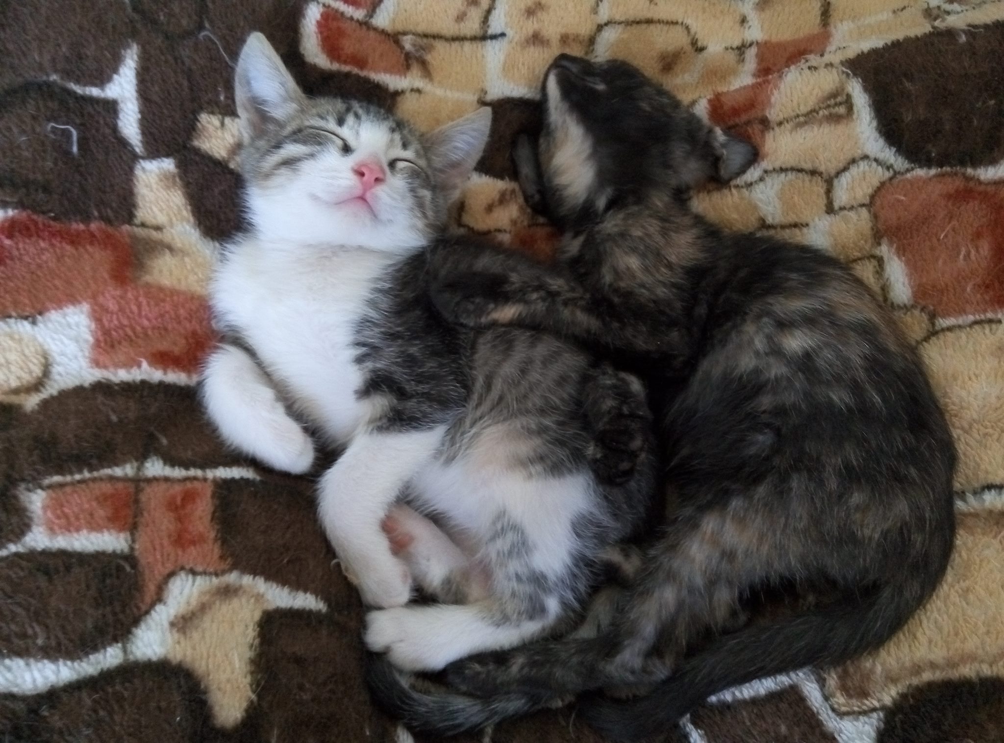 22180034_1441685272580840_3732347065788632198_o