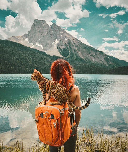 бенгальская кошка