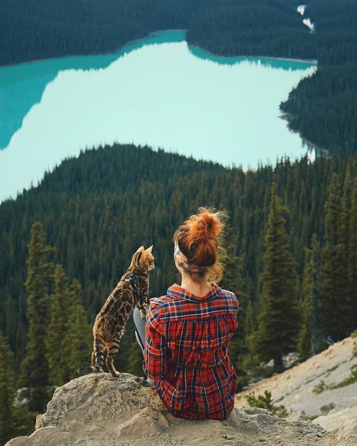 бенгальская кошка