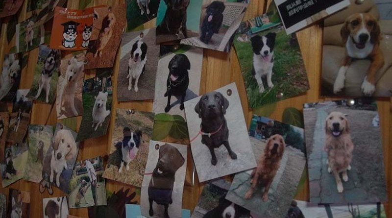 полицейские собаки