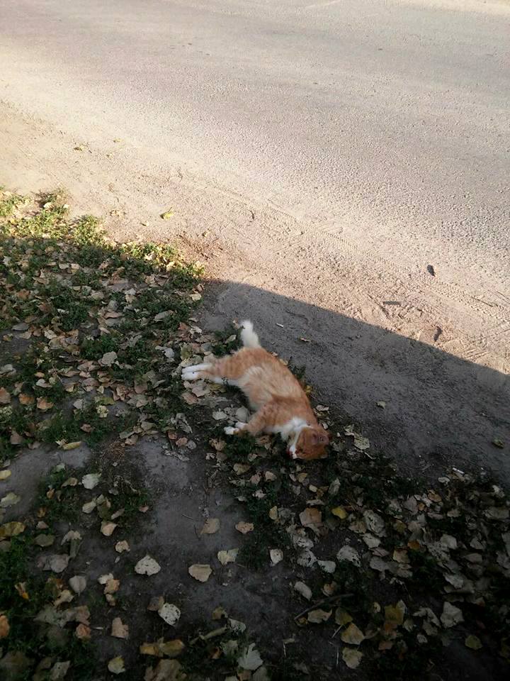 22449663_1333985330063415_5038108859055216673_n