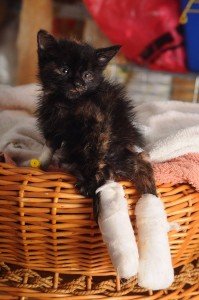 22467552_1493962107351842_1600162430636760112_o