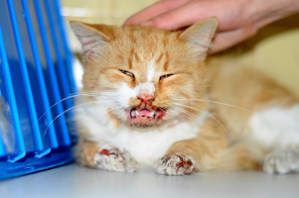 22499186_1333985510063397_5353657335477038149_o