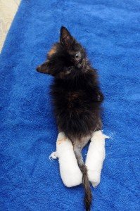 22520248_1493962157351837_1108840648436503013_o