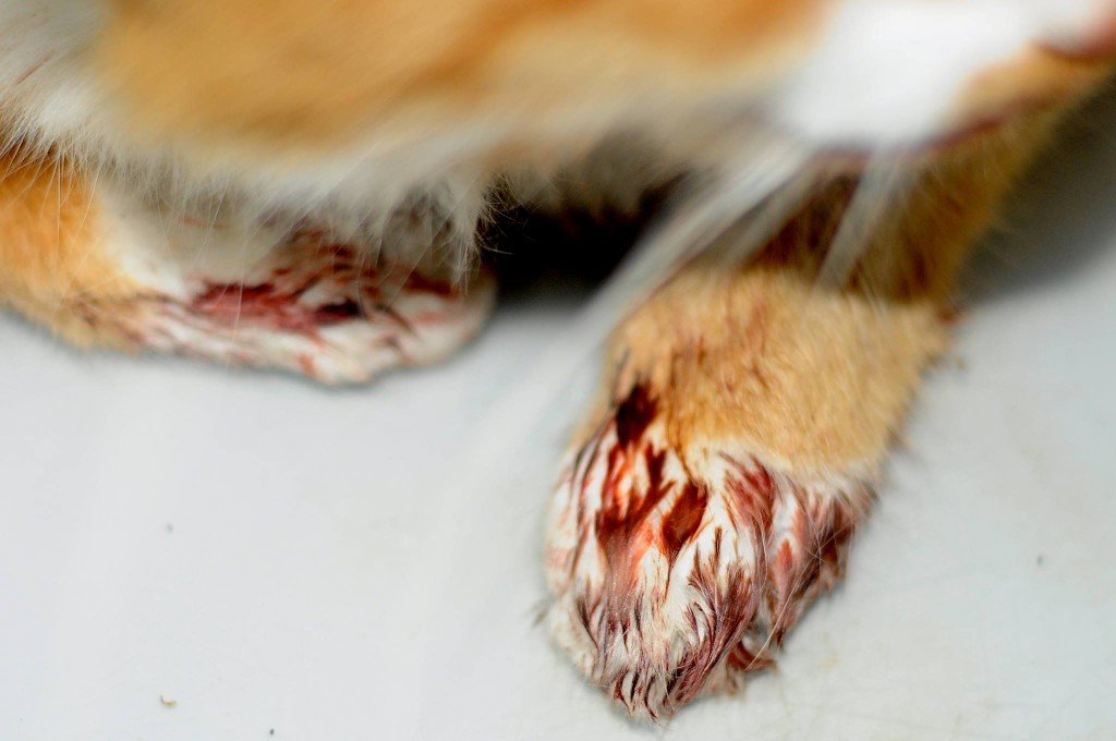 22528652_1333985526730062_2344168048643131943_o