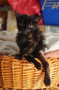 22528931_1493962080685178_8571027328456947724_o