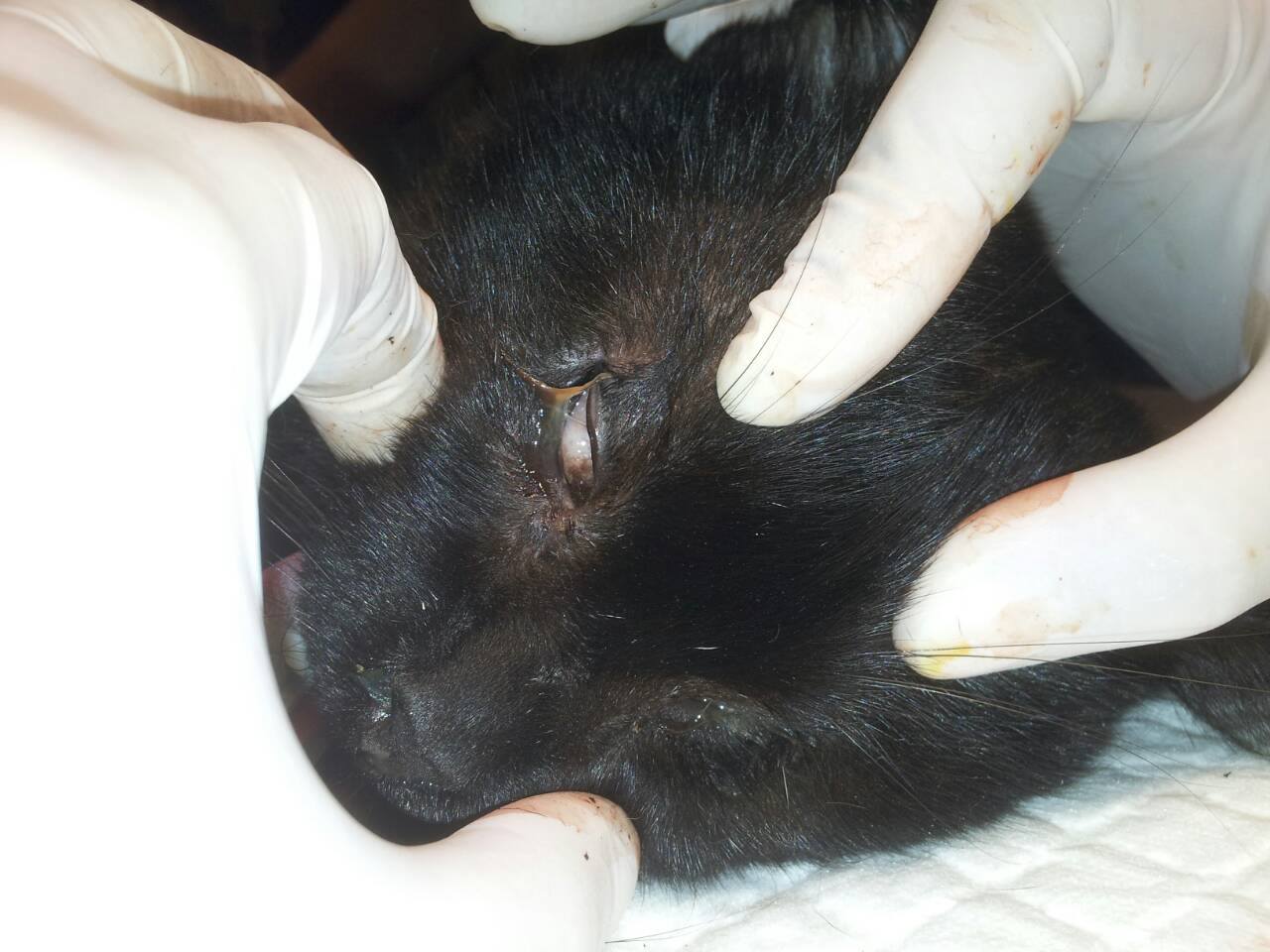 22712319_2376148615943158_640274779593949487_o