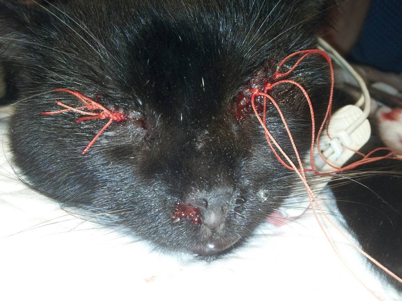 22792170_2376148619276491_2943653687605583998_o