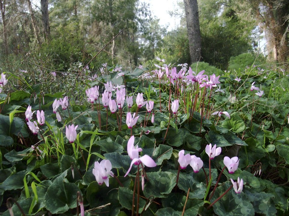 Израиль_тропа для слепых