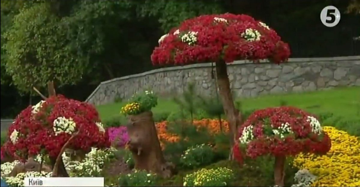 хризантеми