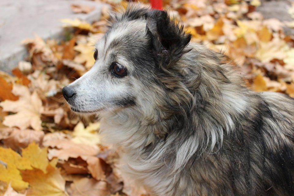 23163909_2015792115331887_232993458_n