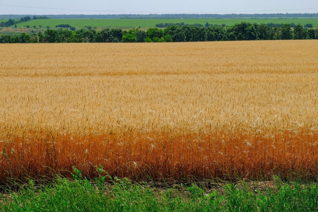 аграрії Дніпропетровщини