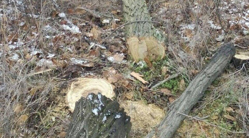 вирубка лісосмуги