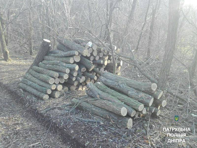 дерева у заповідній зоні