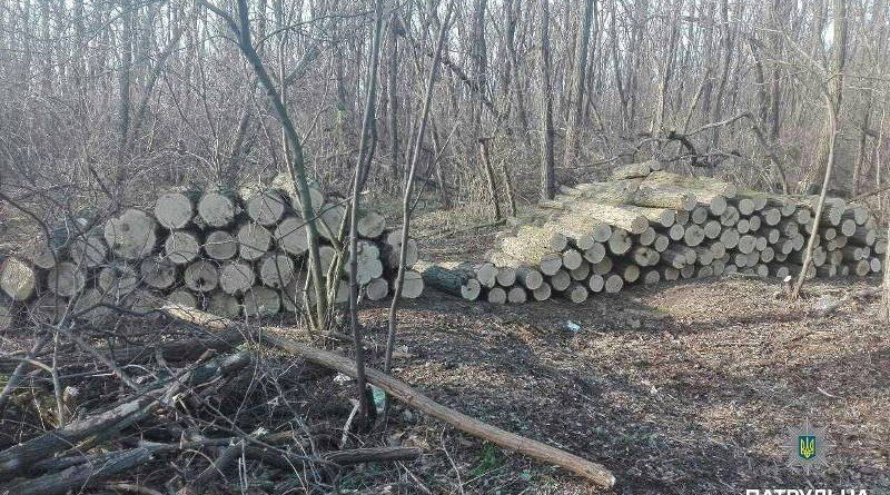 дерева у заповідній зоні