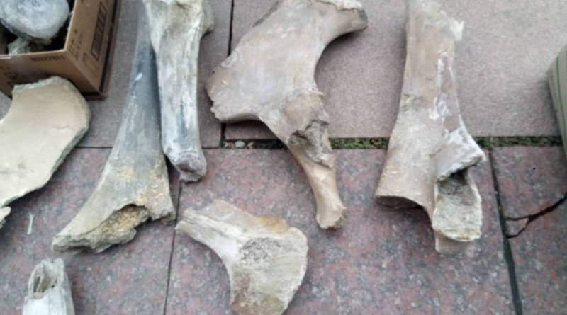 експонати_кістки