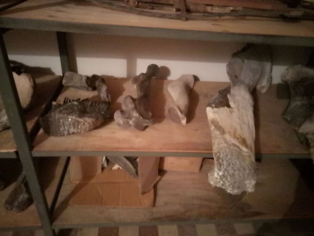 експонати_кістки