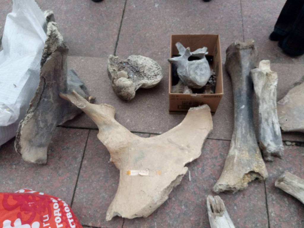 експонати_кістки