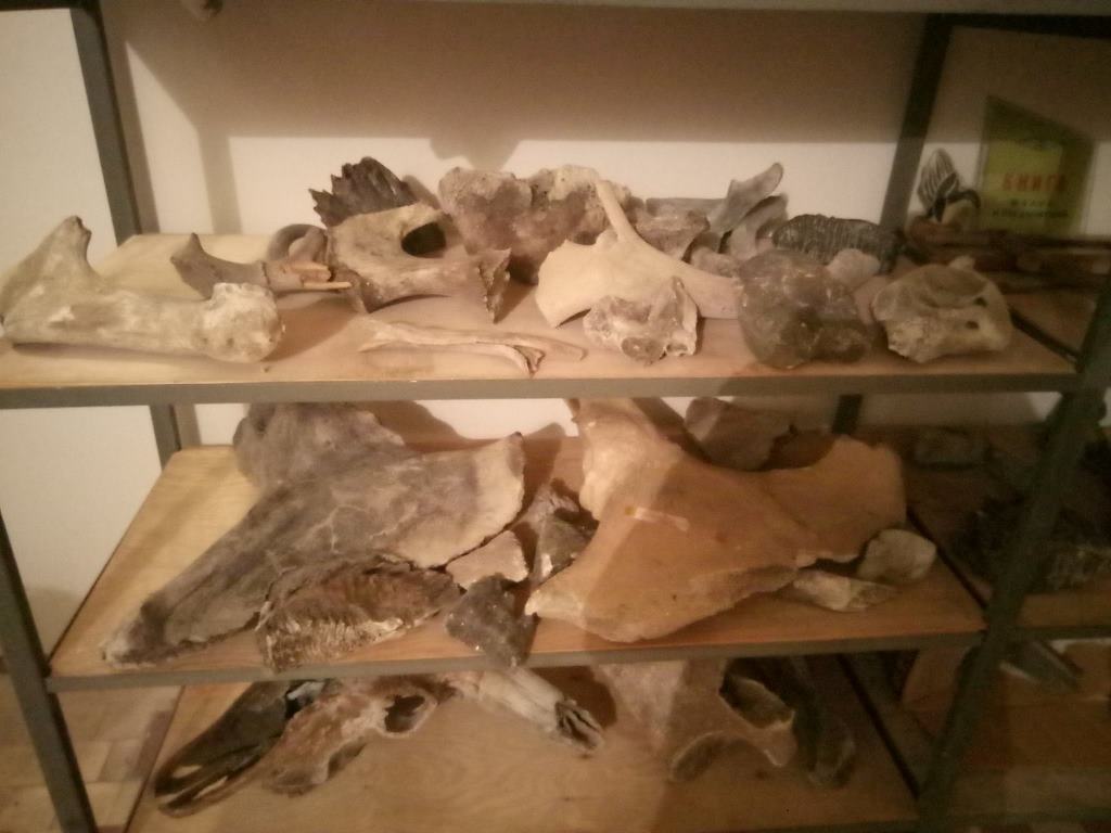 експонати_кістки