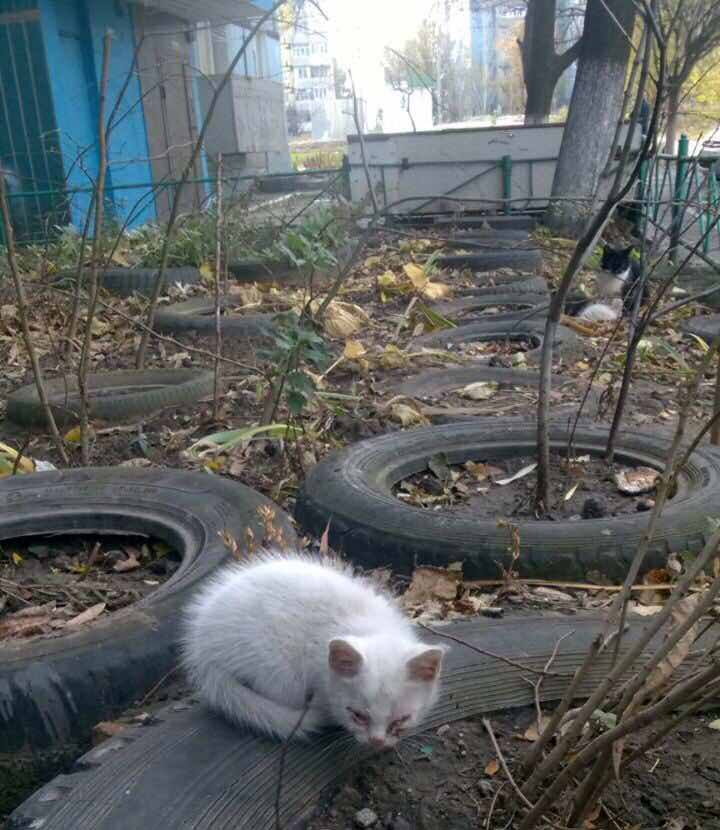 котята
