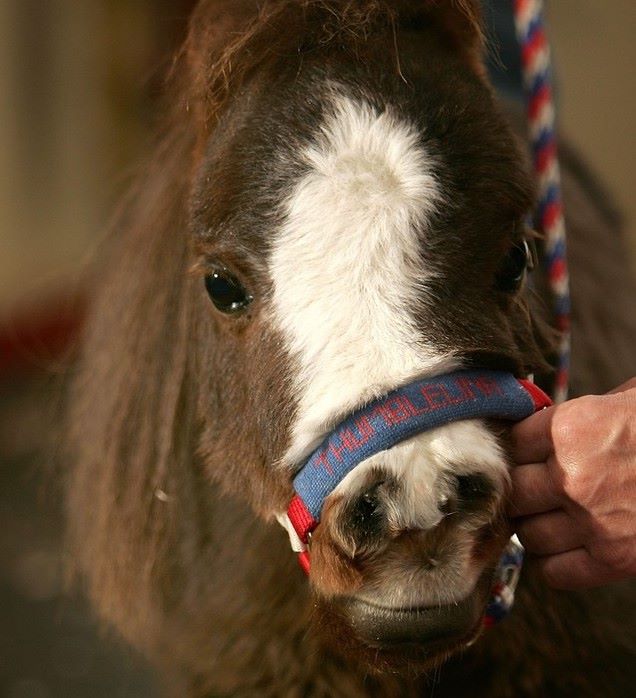 лошадка-дюймовочка