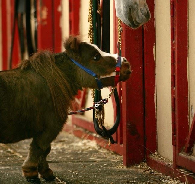 лошадка-дюймовочка