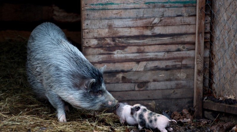 свинка Агата
