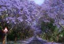 тоннель из деревьев