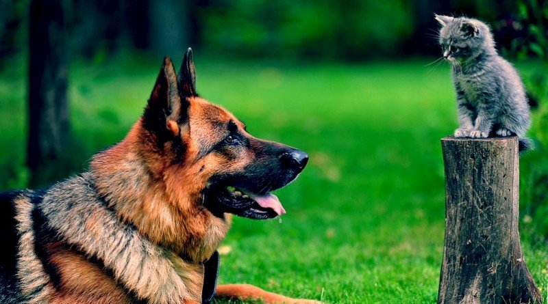 кошки_собаки