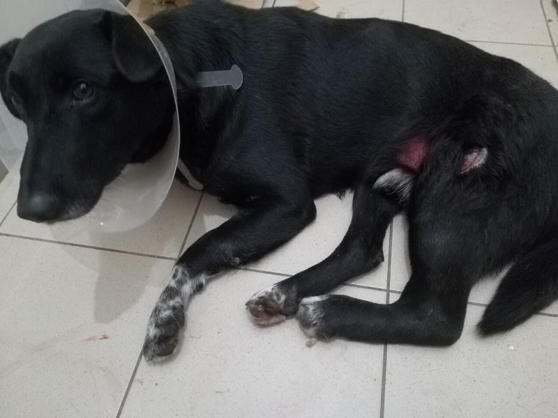 собака_Изюм