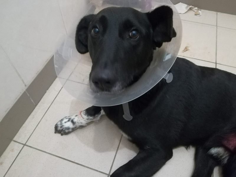 собака_Изюм