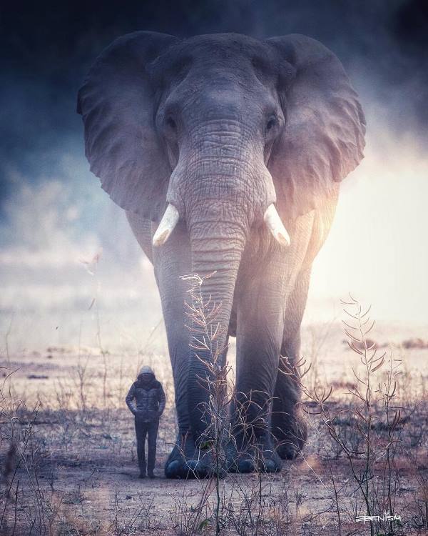 гигантские животные