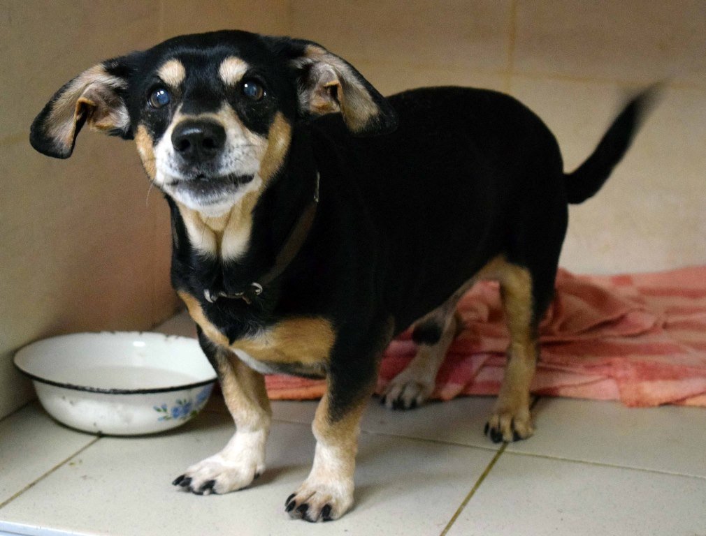 пес Буч_Днепр